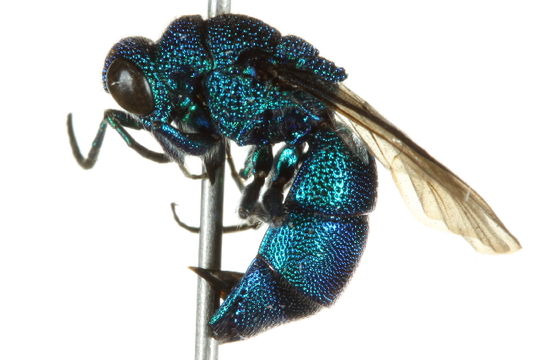 539.bbhya img 8652 1367417004 jpg.580x360