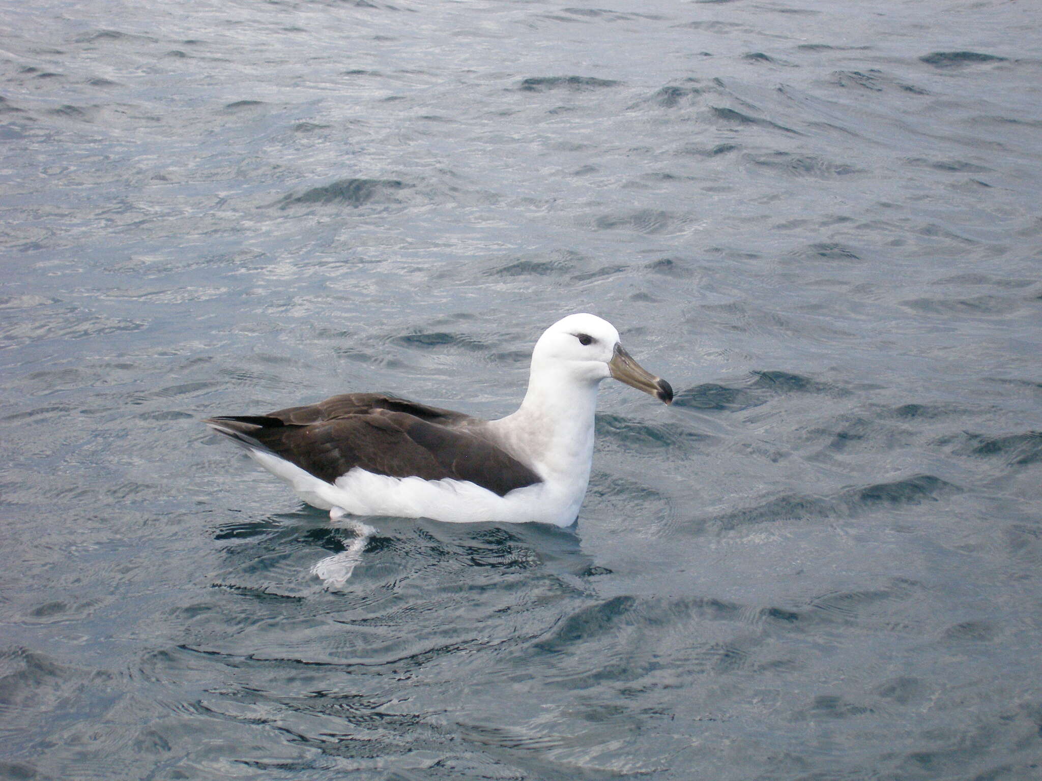 Image of black-browed albatross