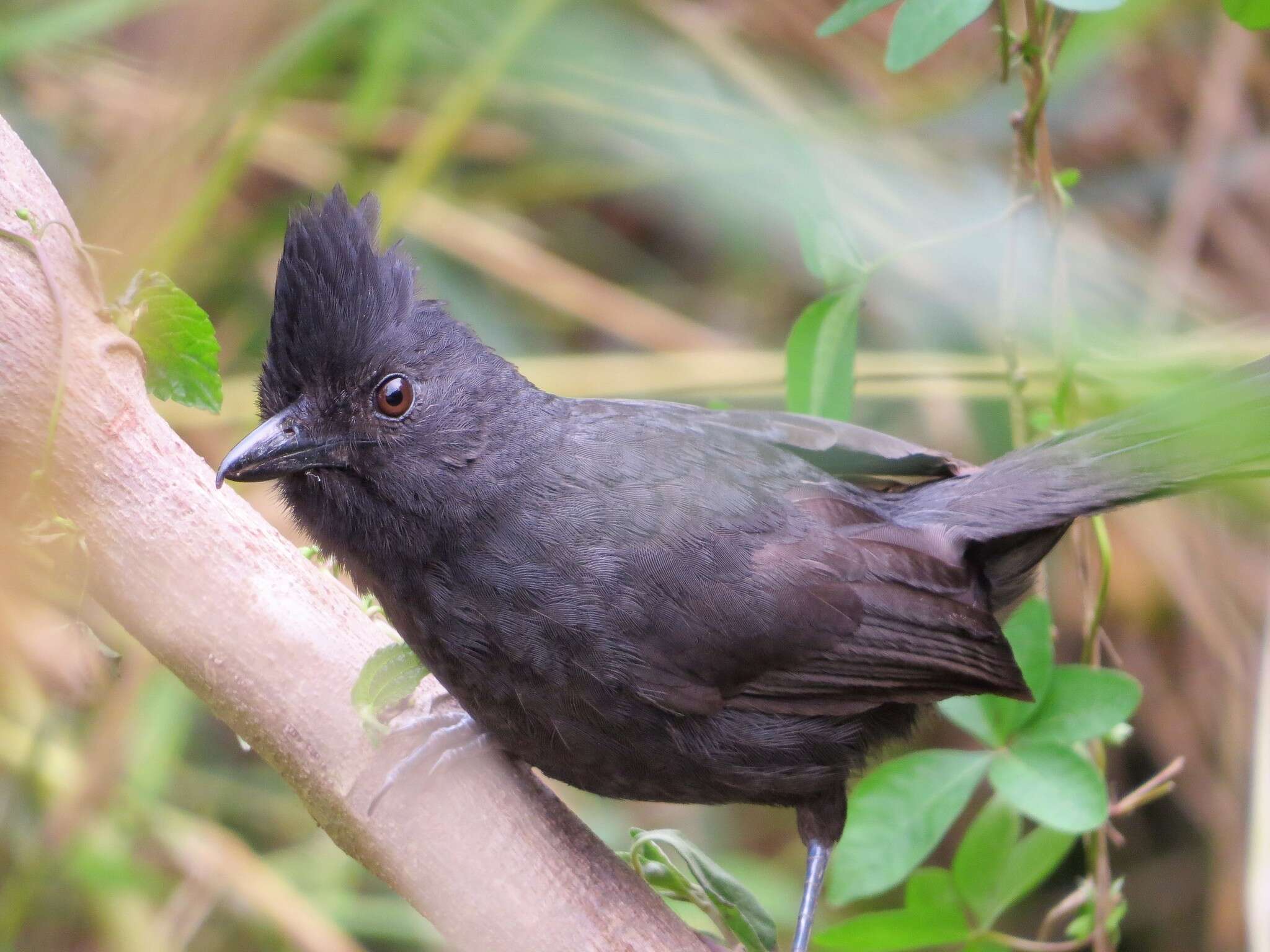 Image of Tufted Antshrike