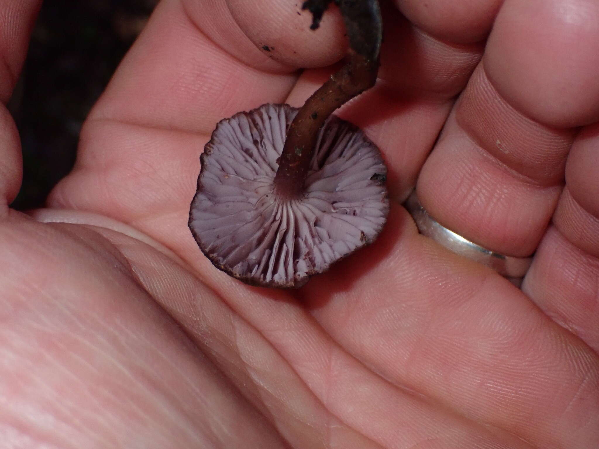 Image of Laccaria violaceonigra G. Stev. 1964