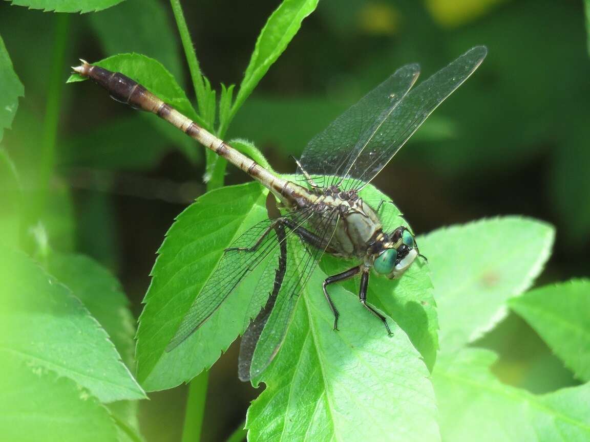 Imagem de Arigomphus pallidus (Rambur 1842)