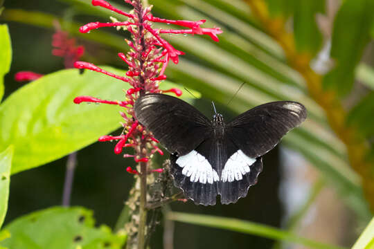 Image of Papilio ambrax Boisduval 1832