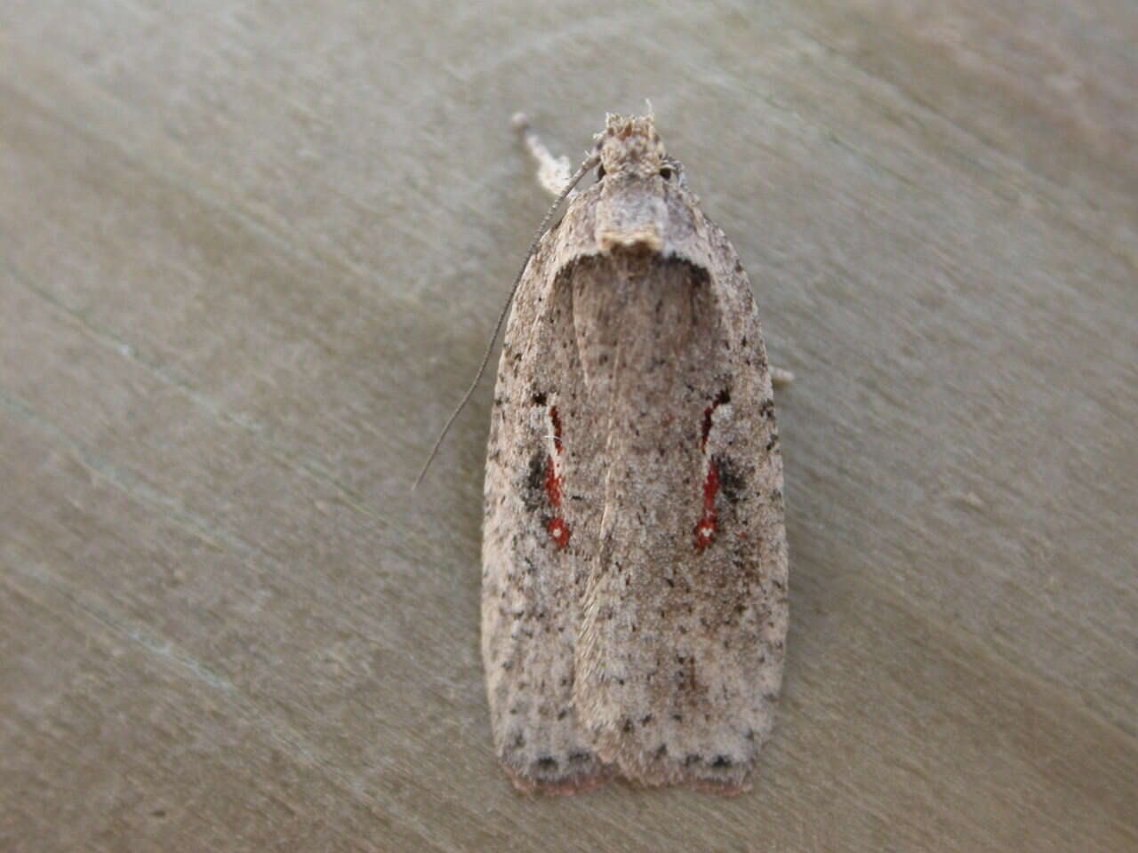 Imagem de Agonopterix ocellana Fabricius 1775