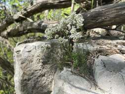 Image of branched draba