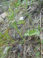 Imagem de Viola canadensis var. scopulorum A. Gray