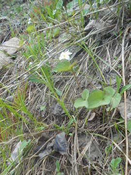 Image of Canadian white violet