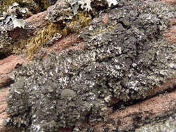 Image of hispid wreath lichen