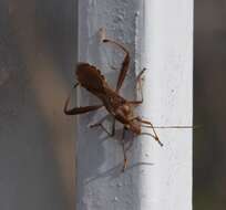 Image of Texas Bow-legged Bug