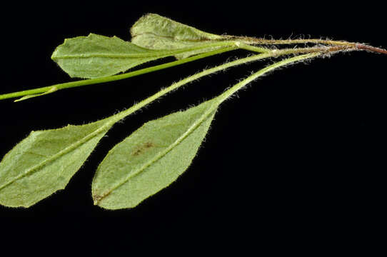 Image of Lagenophora schmidiae ter de Lange & Jian Wang