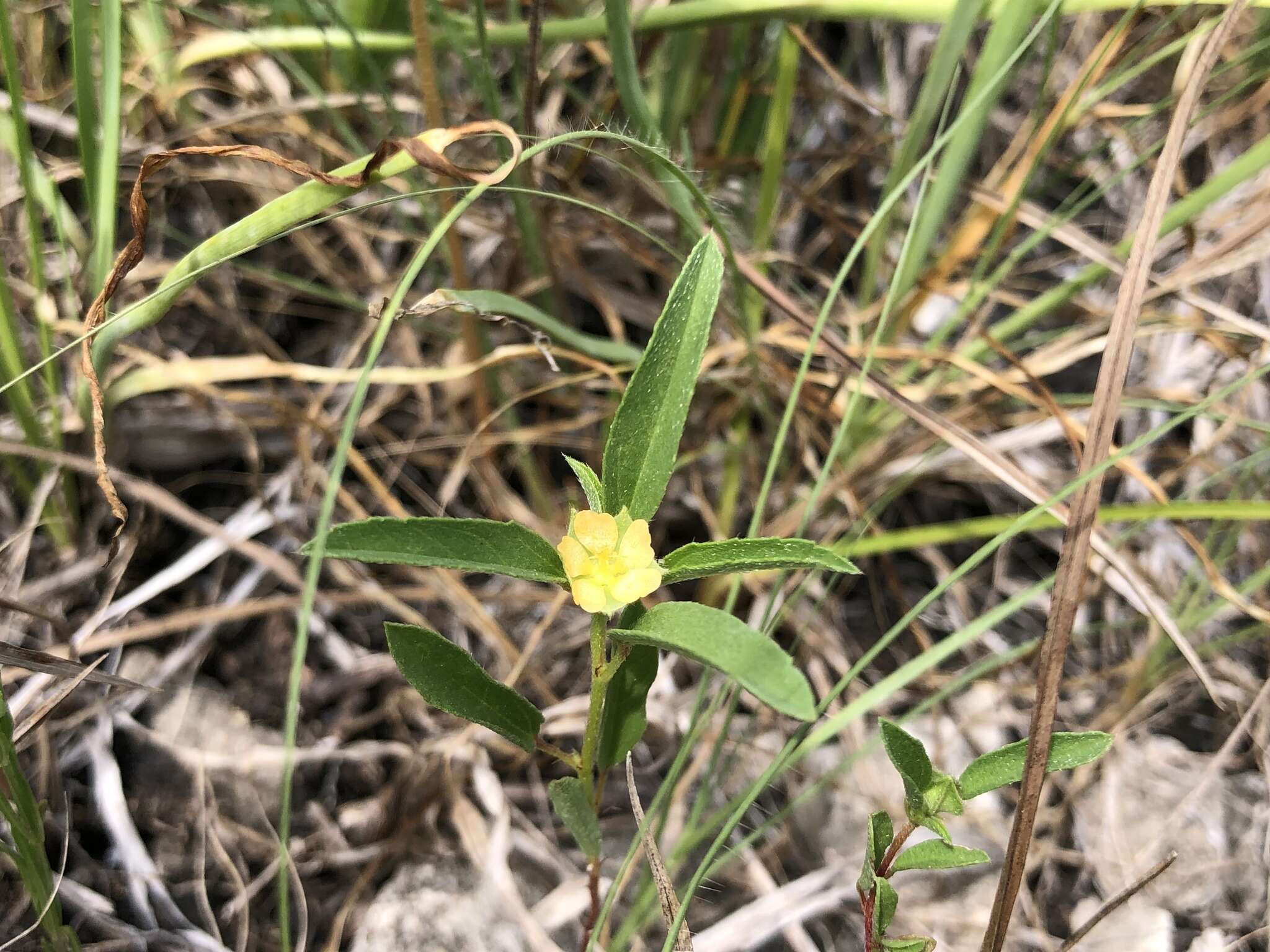 Image of hispid false mallow