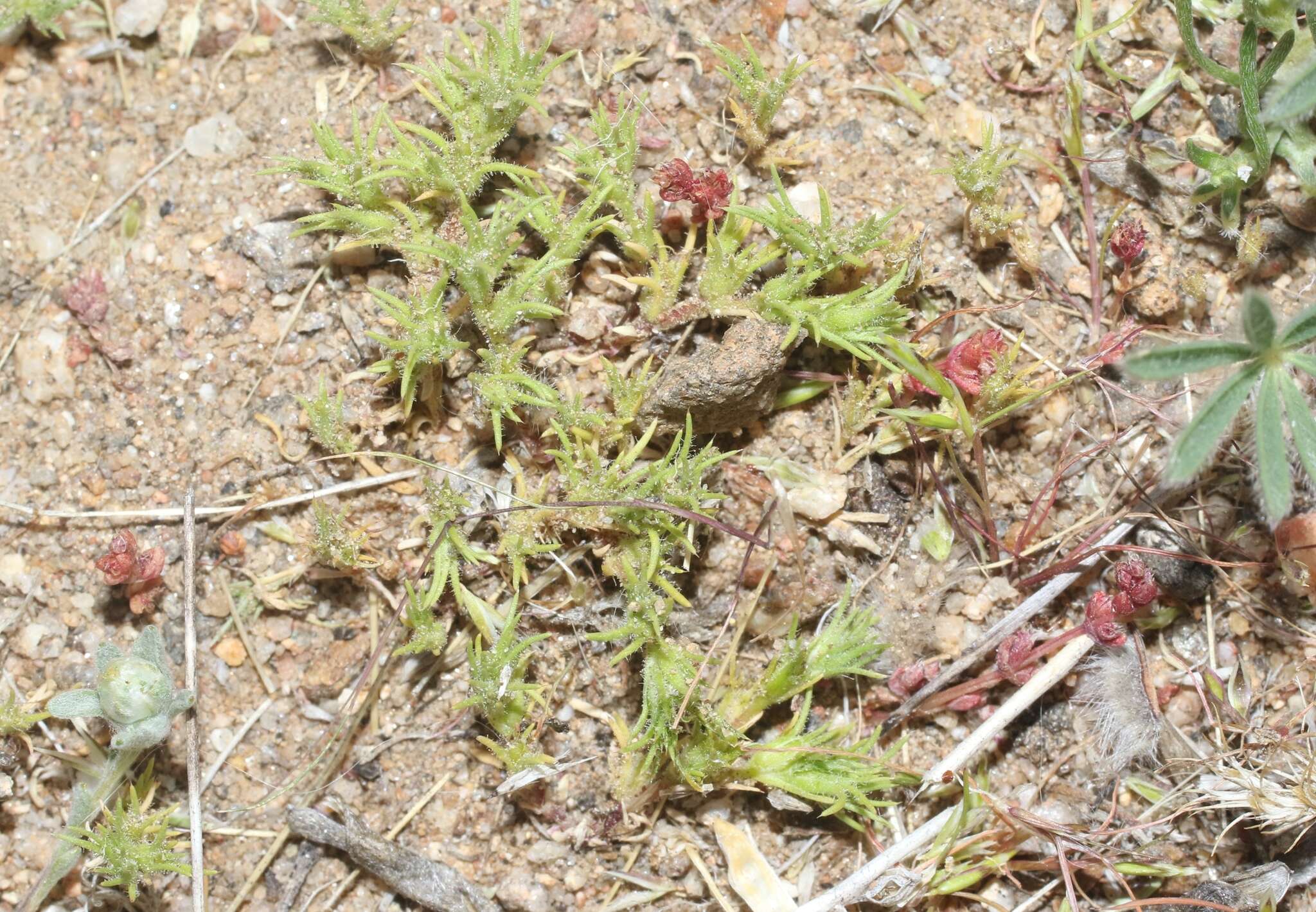 Слика од Loeflingia squarrosa Nutt. ex Torr. & Gray