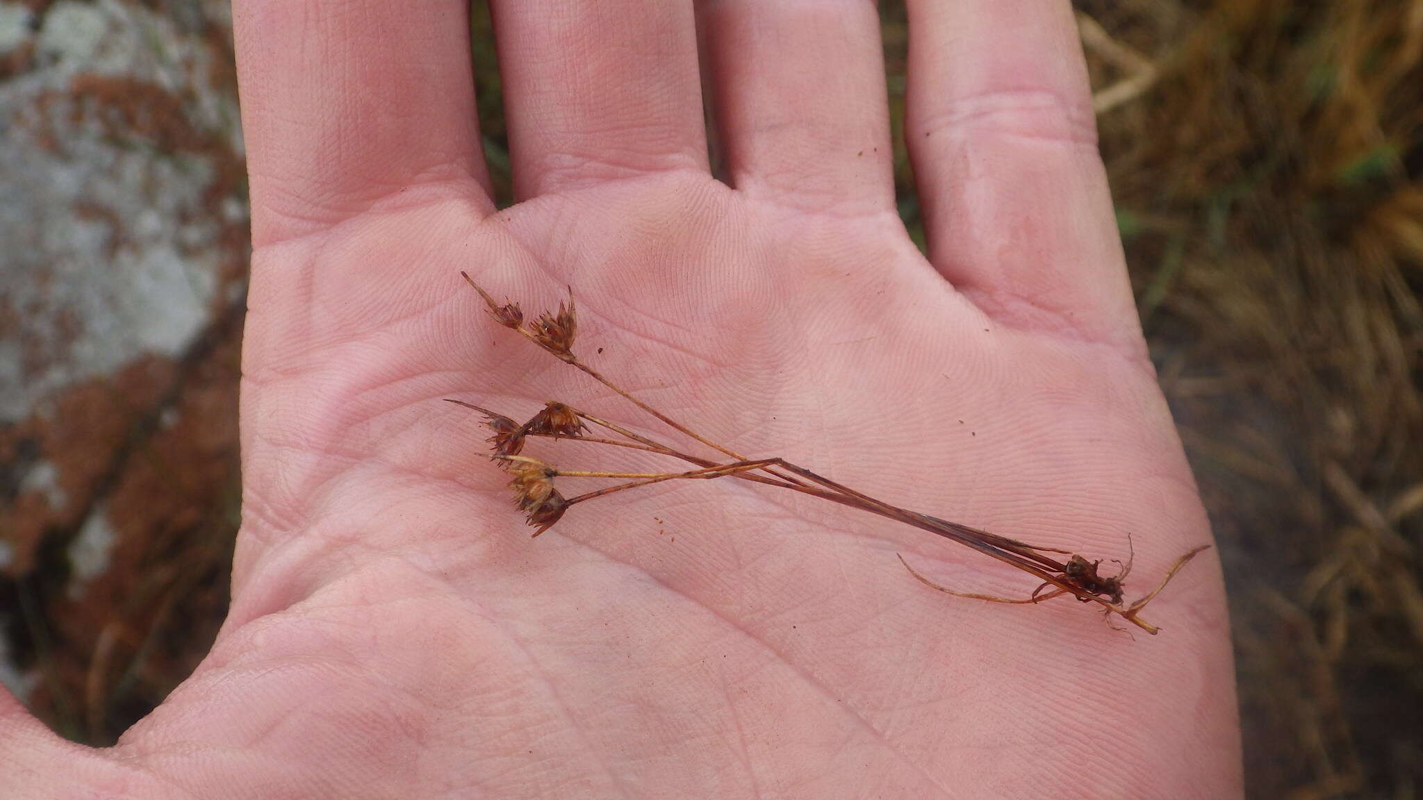 Image of dwarf rush