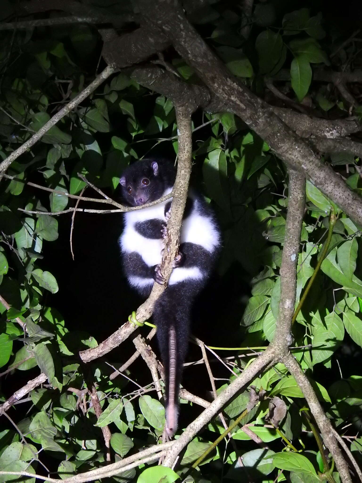 Image of Herbert River Ringtail Possum