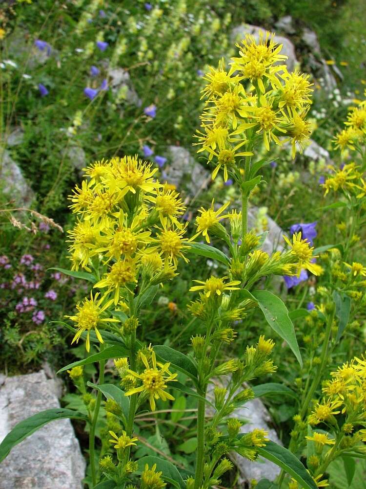 Image de Solidago virgaurea subsp. minuta (L.) Arcangeli