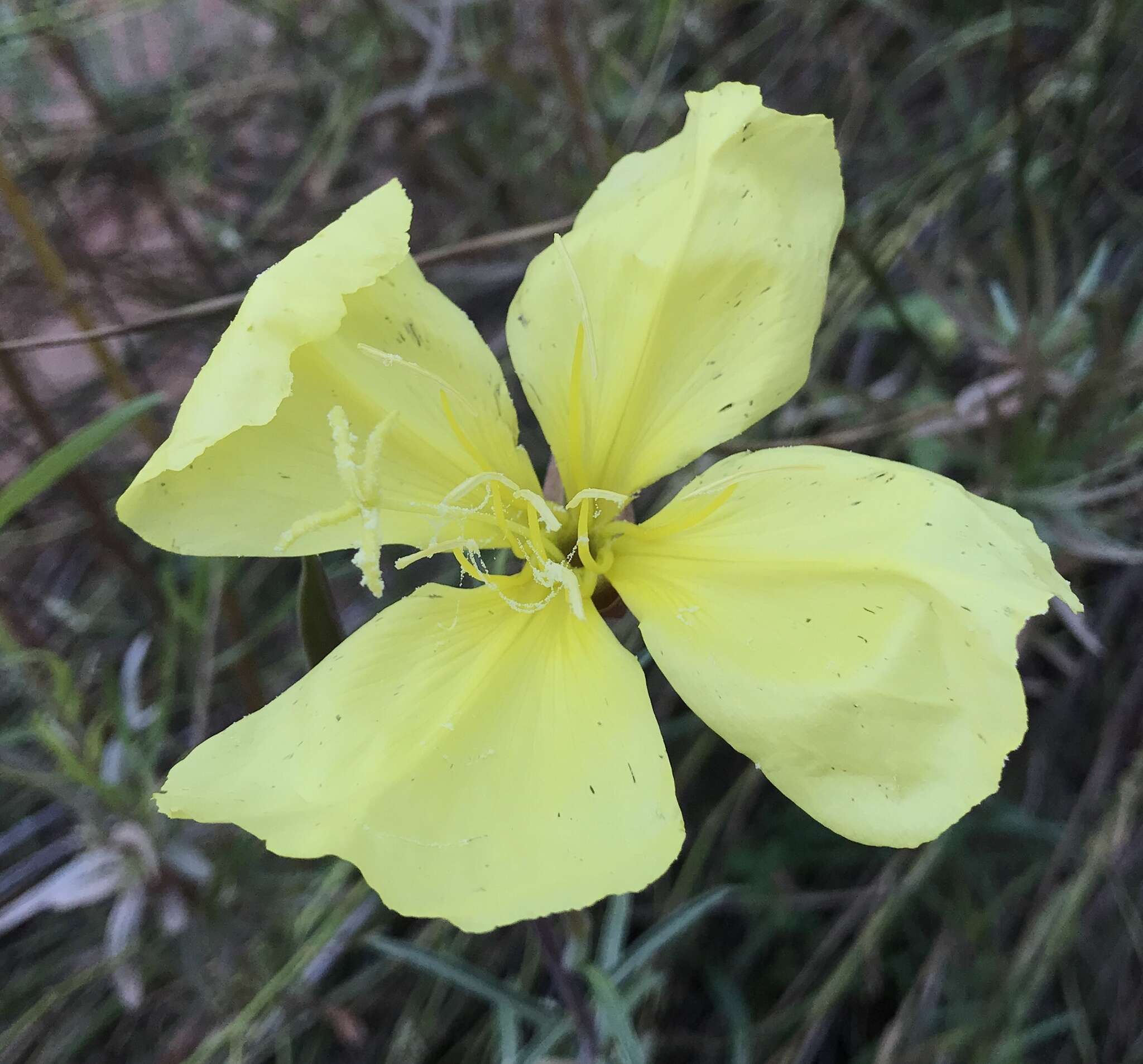 Image of longstem evening primrose