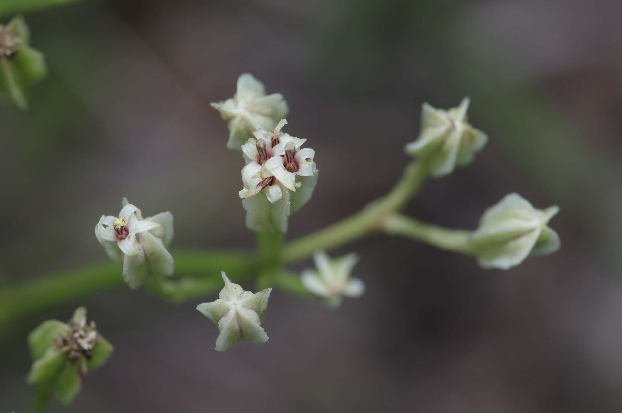 Image of Florida Indian plantain