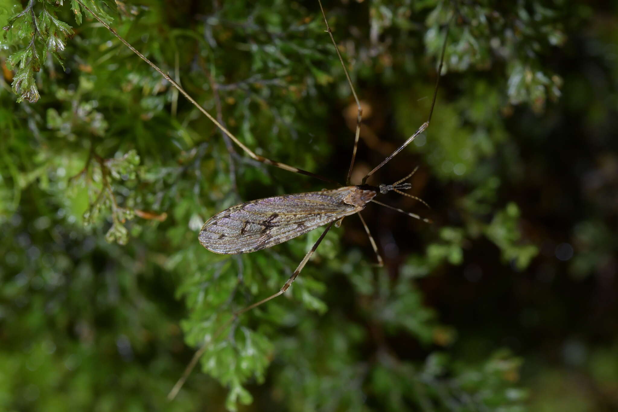 Image of Rhamphophila sinistra (Hutton 1900)