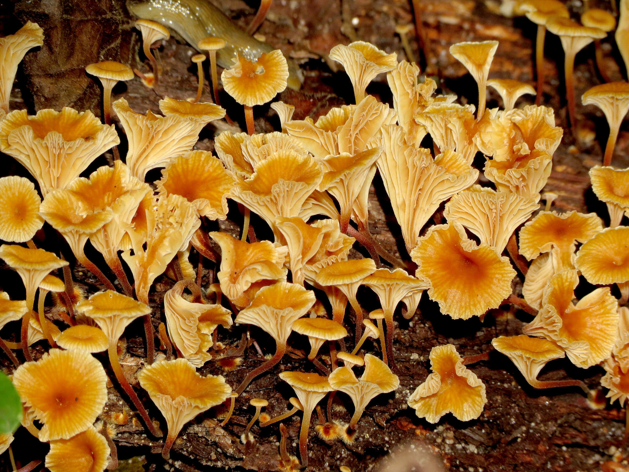 Image of Xeromphalina kauffmanii A. H. Sm. 1953