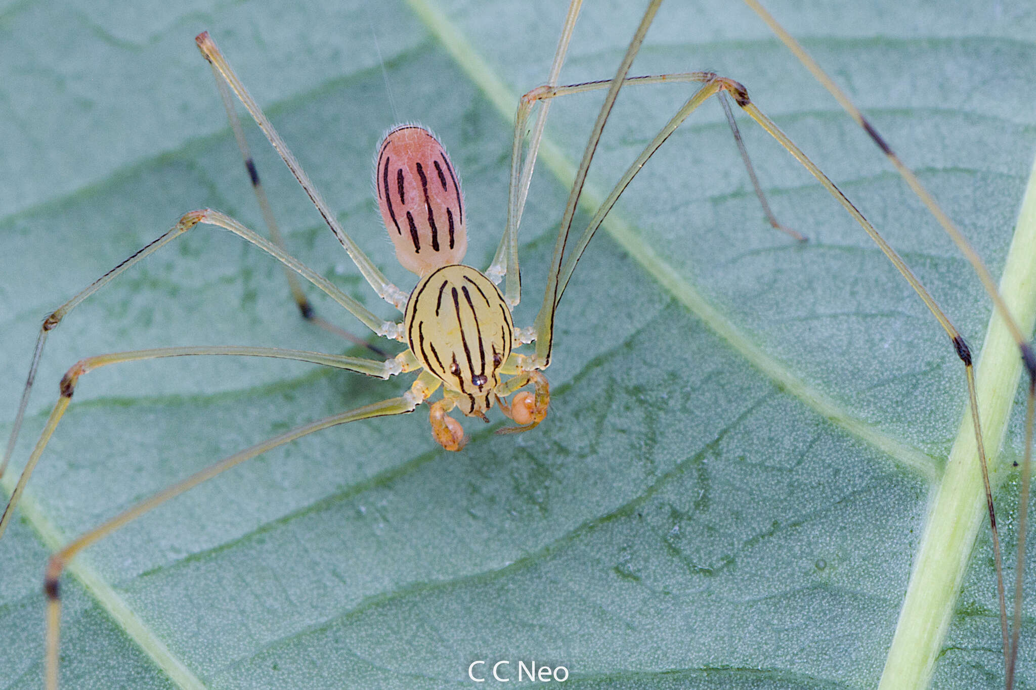 Image of Scytodes pallida Doleschall 1859