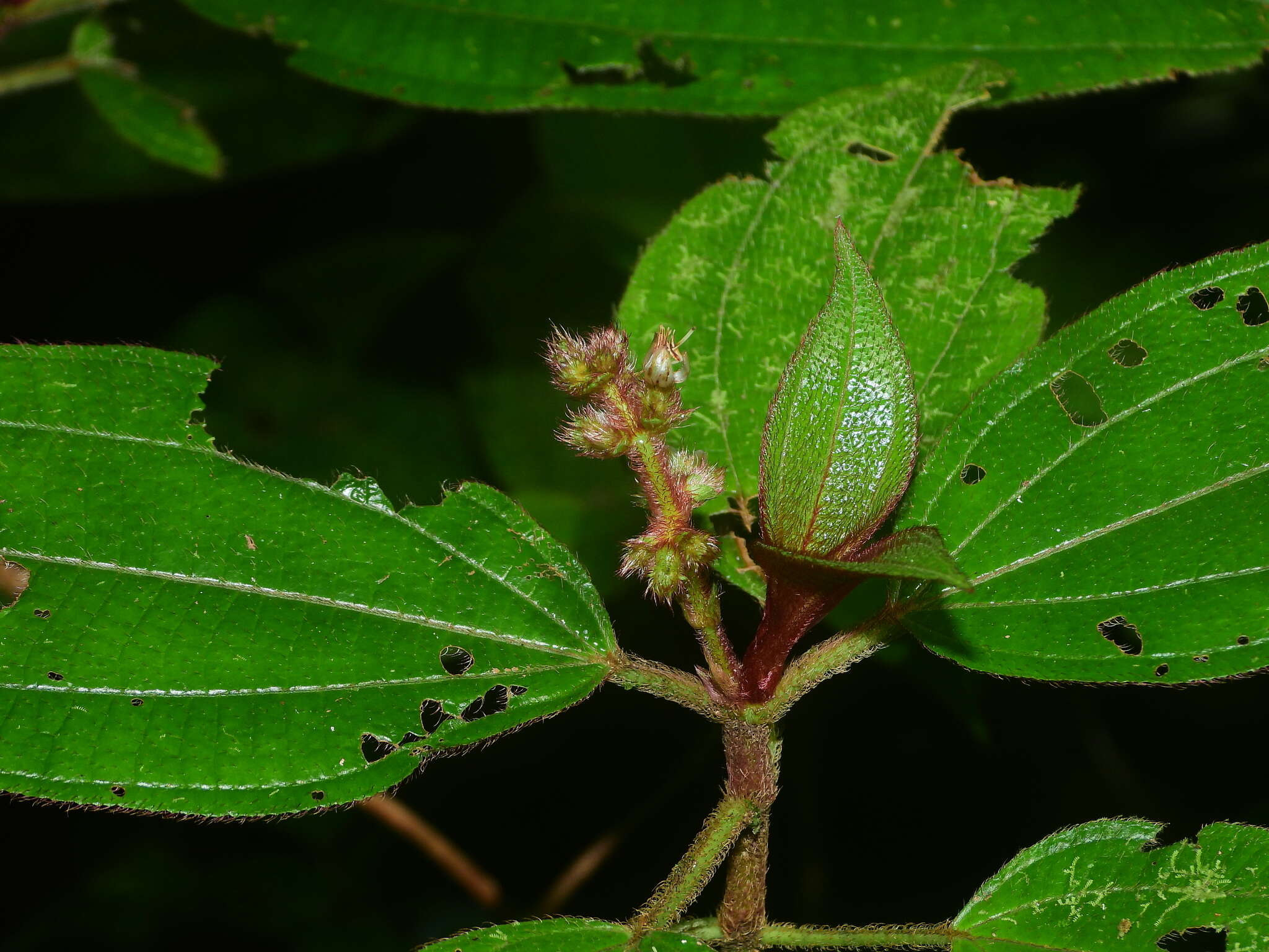 Sivun Miconia bracteata (DC.) Triana kuva