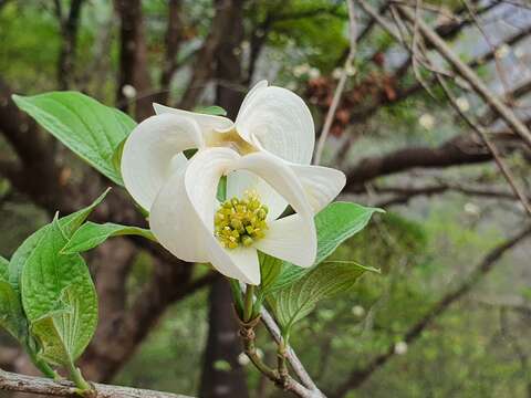 Image of Magic Dogwood