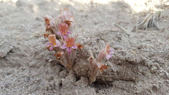 Image of Aphyllon corymbosum (Rydb.) A. C. Schneid.