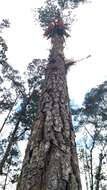 Image of Thin-leaf Pine