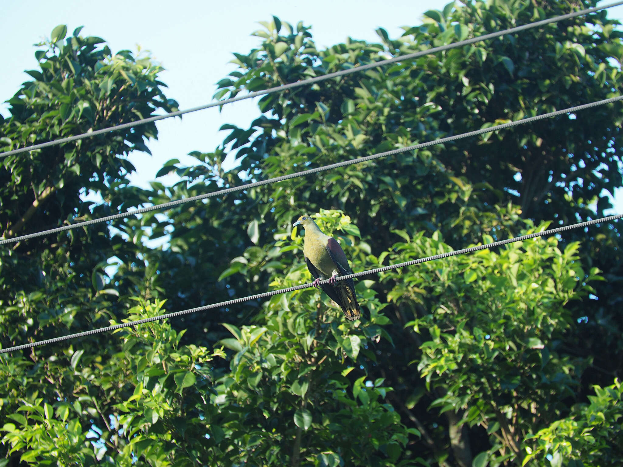 Image of Taiwan Green-pigeon