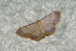 Image of Idaea politaria Hübner 1799