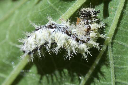 Image of Satyr Comma