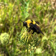 Image of Black and Gold Bumble bee