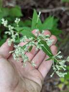 Image of Godfrey's thoroughwort