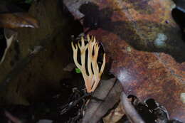 Image of Ramariopsis bicolor R. H. Petersen 1988