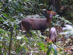 Image of Annamite muntjac