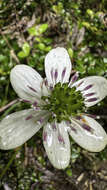 Image of Knowltonia hepaticifolia (Hook. fil.) Christenh. & Byng