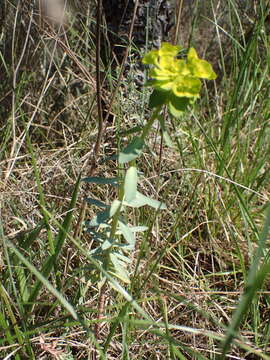 Image of Euphorbia nicaeensis All.