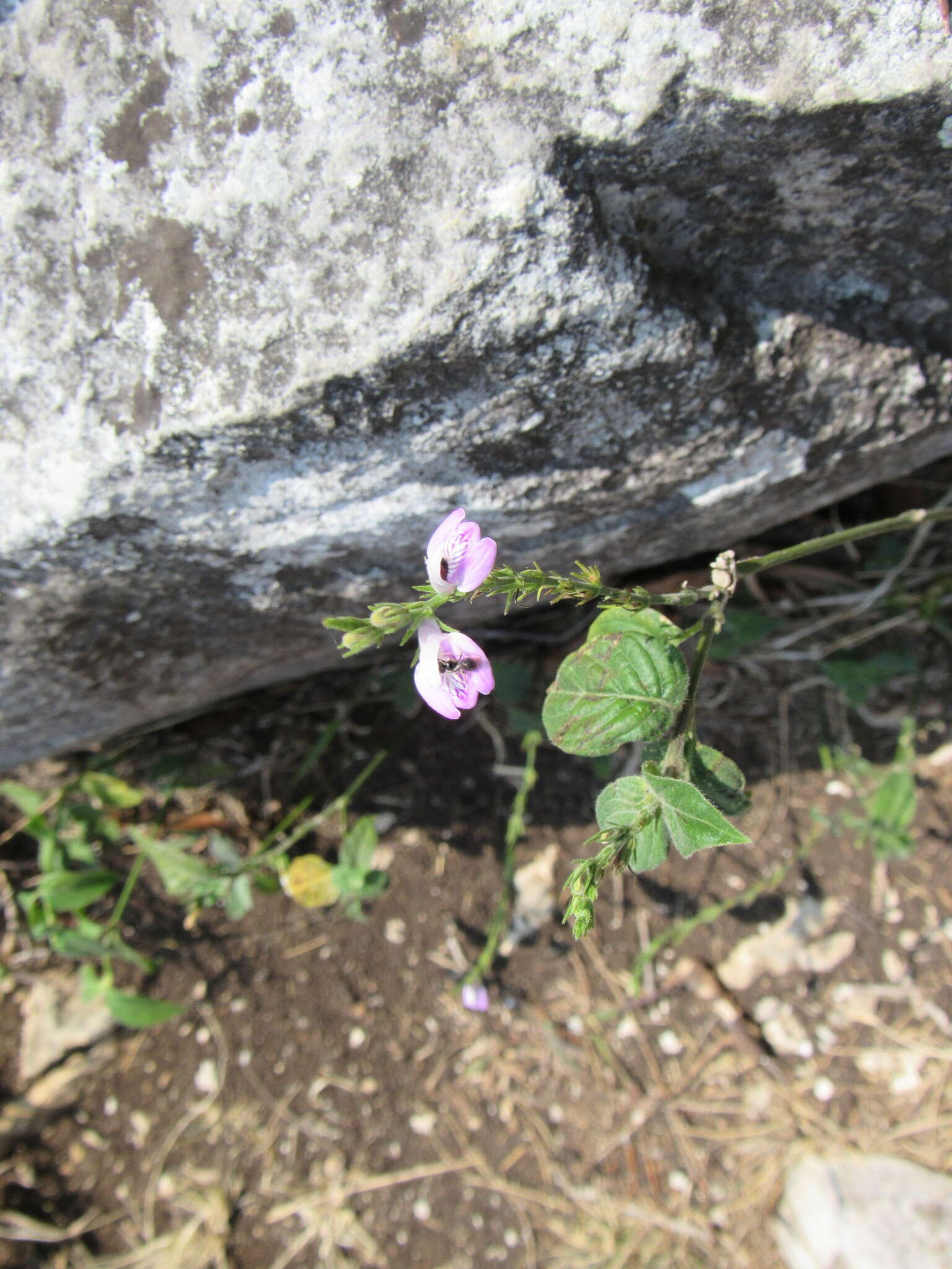 Image of Justicia breviflora (Nees) Rusby