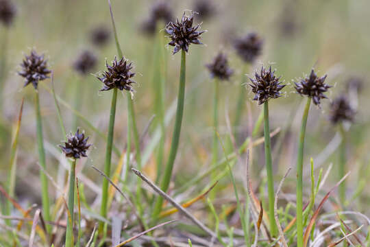 Image of curved sedge