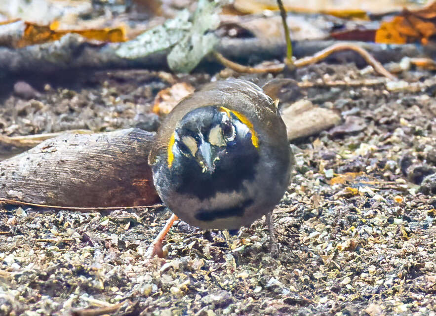 Image of White-eared Ground Sparrow