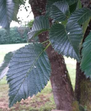 Image of Small-leaved Elm