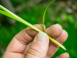 Image of Smooth-Sheath Sedge