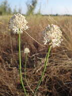 Image of Allium saxatile M. Bieb.