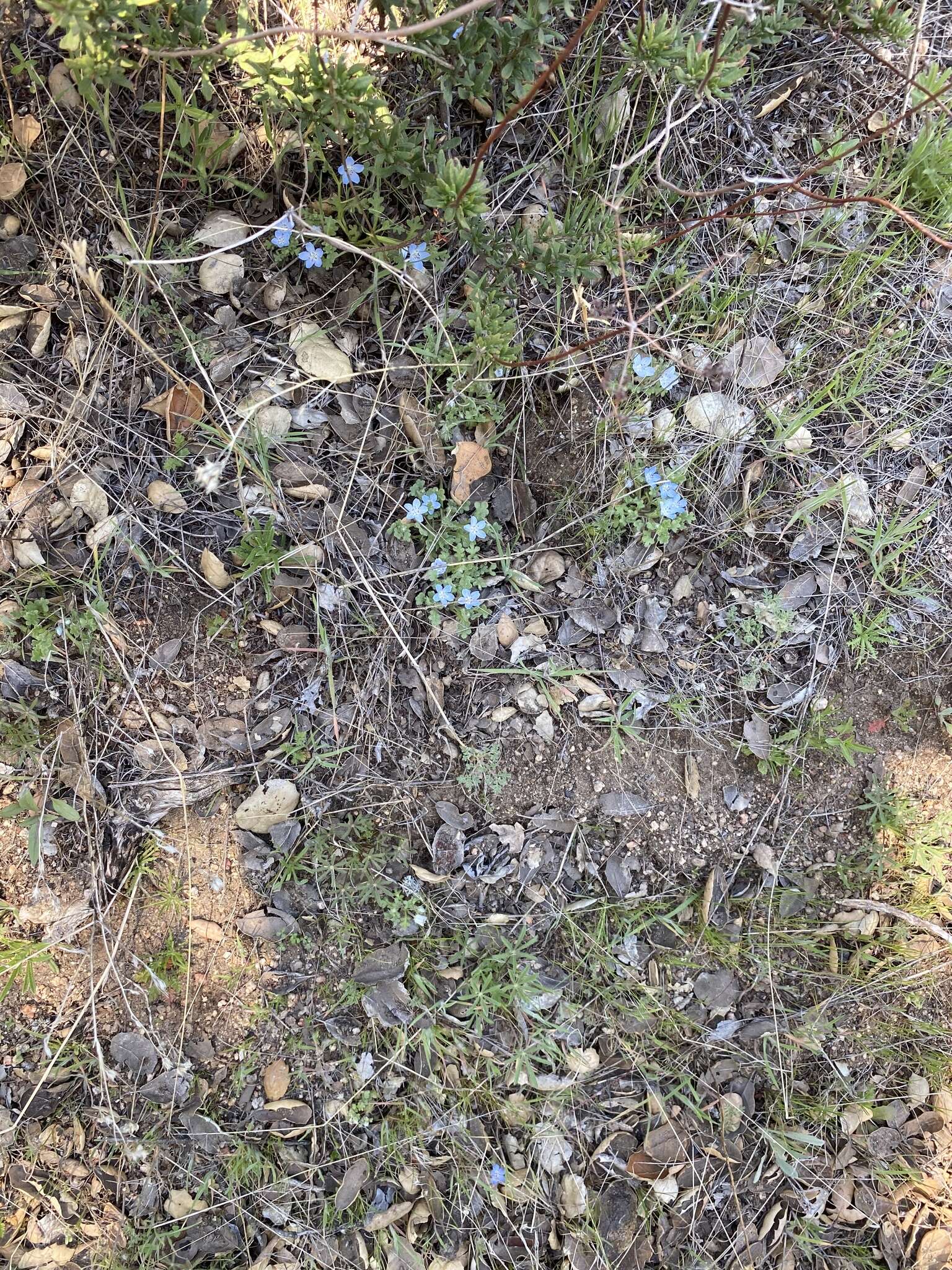 Image de Nemophila menziesii var. integrifolia Brand