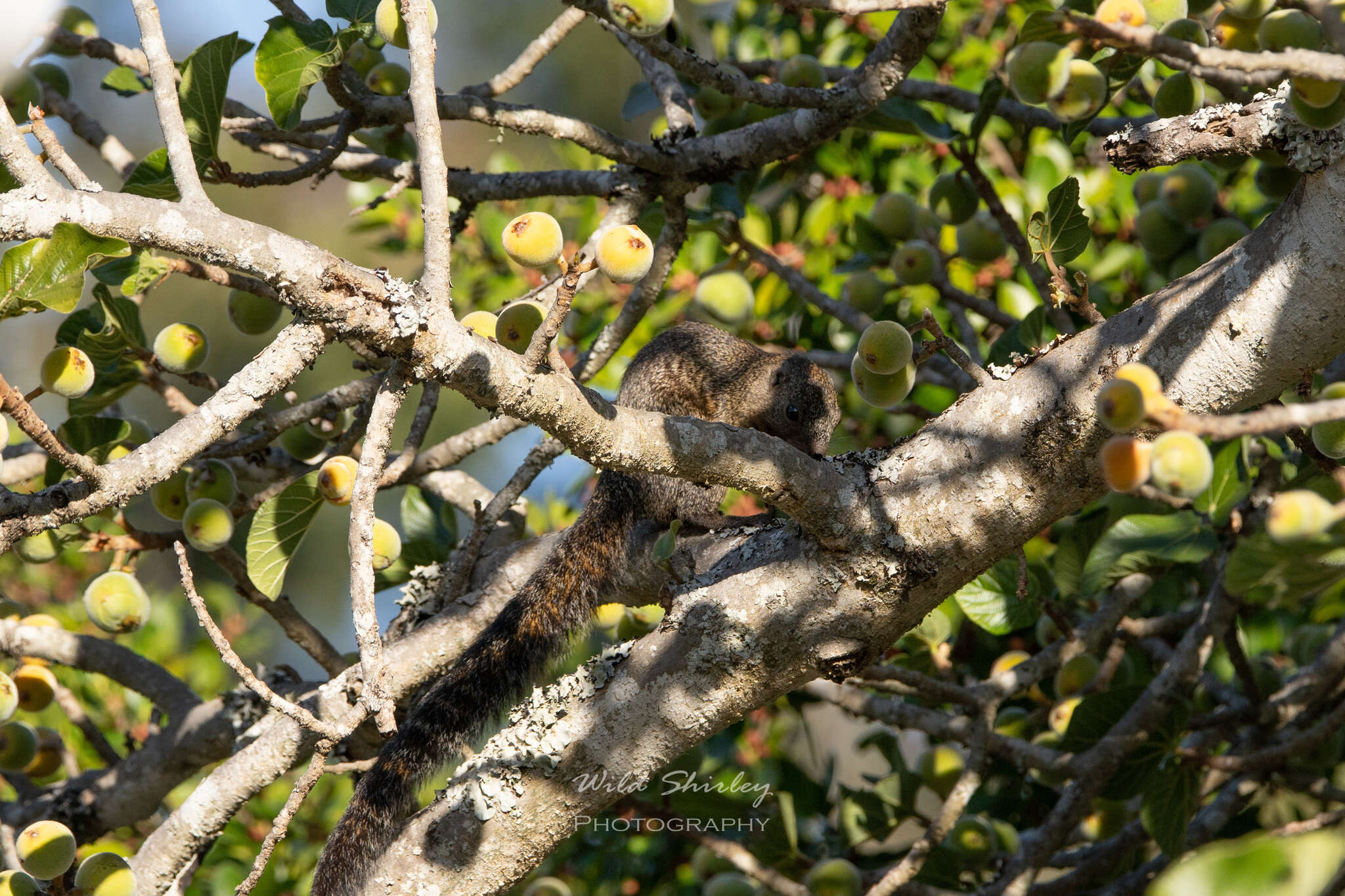 Sivun Ficus sycomorus subsp. gnaphalocarpa (Miq.) C. C. Berg kuva