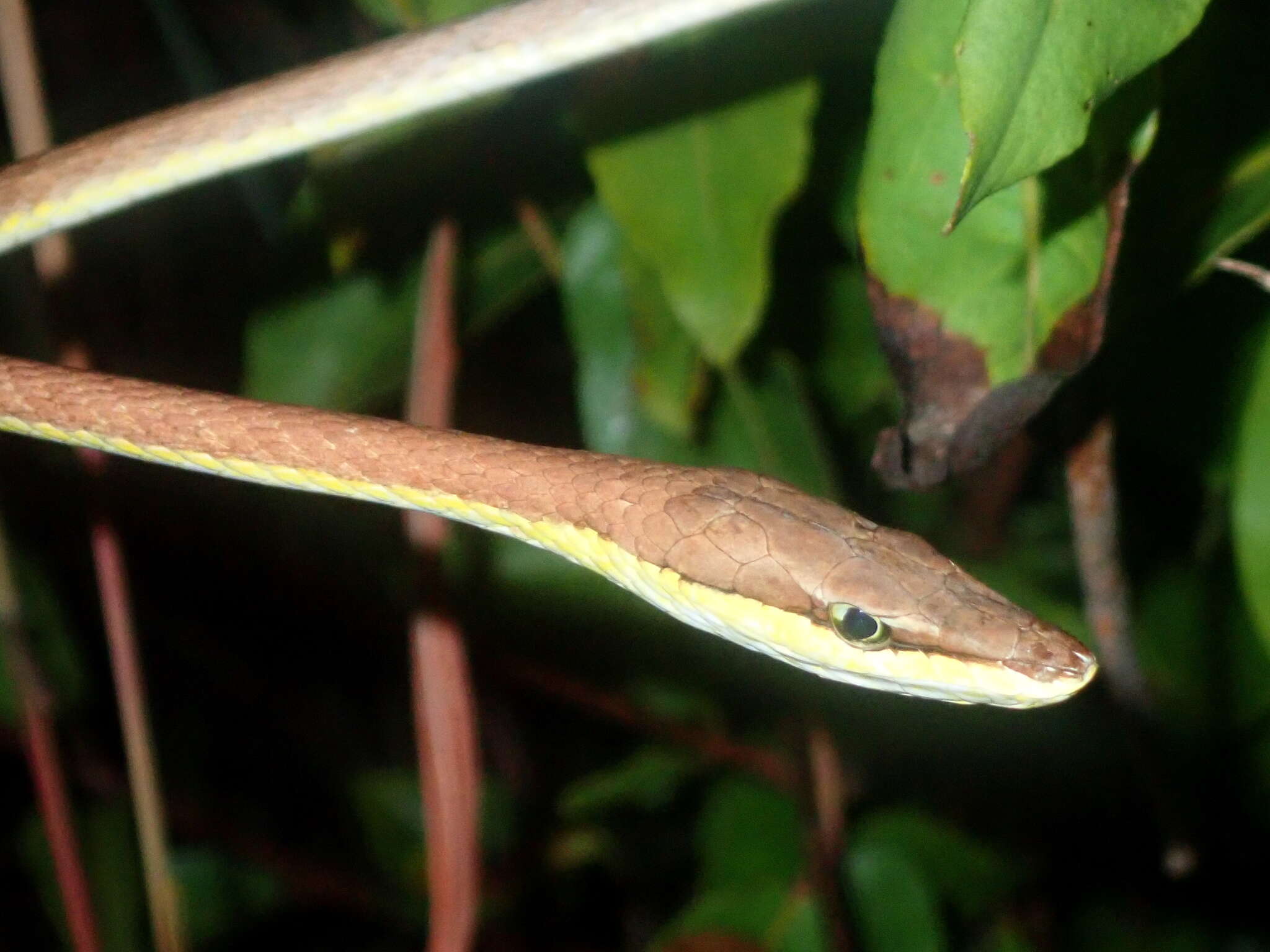 Image of Brown vinesnake