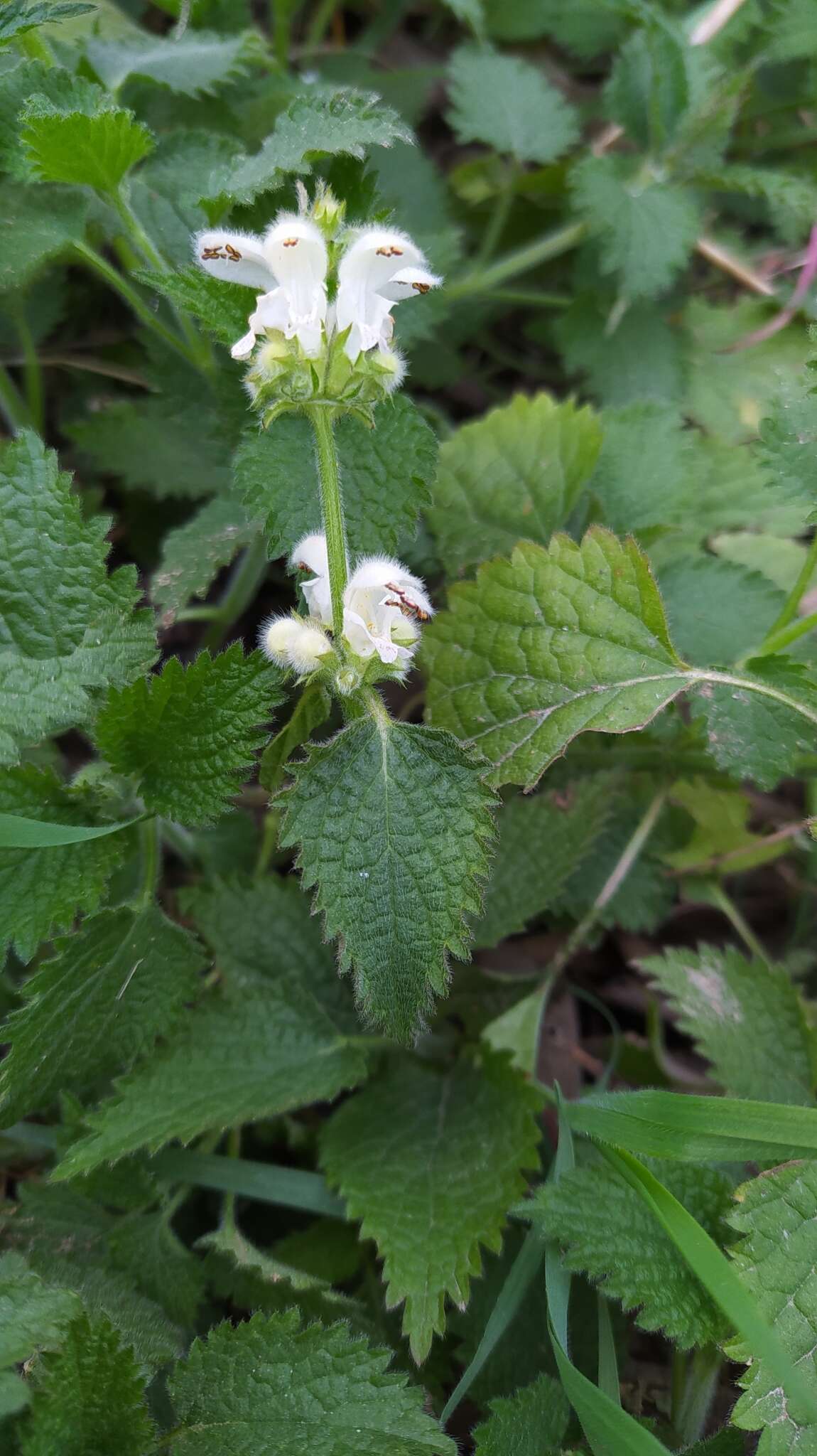 Image of Lamium flexuosum Ten.