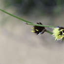 Image of Mesomelaena stygia (R. Br.) Nees
