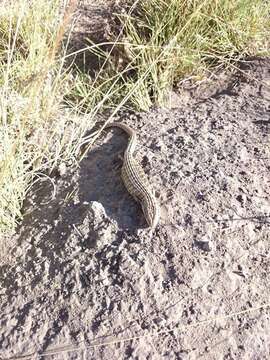 Image of Alligator lizards