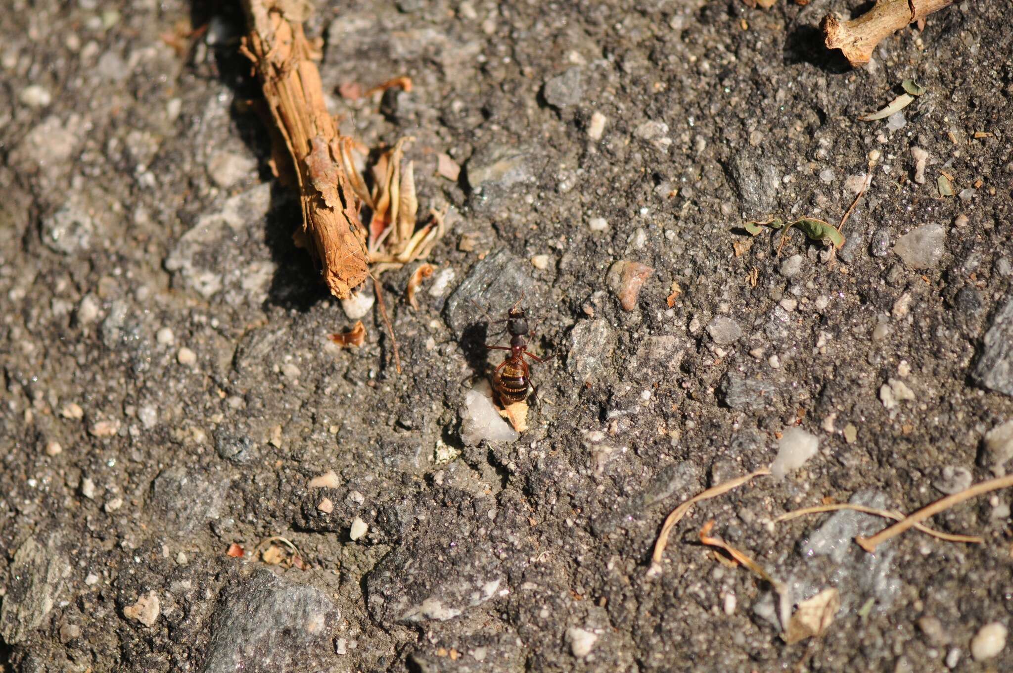 Plancia ëd Camponotus chromaiodes Bolton 1995