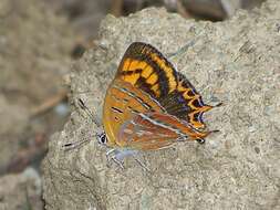 Image of Lycaena li (Oberthür 1886)